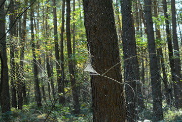Fototapeta premium Wald