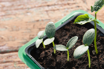 Cucumber sprouts with green leaves in the container with Soil. Spring, Garden, growing season. Earth Day.