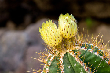 Blooming Saguaro Cactus Macro Photo, Scientific name- Carnegiea gigantea