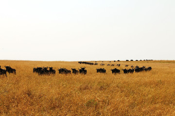 Fototapeta na wymiar Blue Wildebeest or Brindled Gnu - Scientific name Connochaetes taurinus. Long line of individuals following the pack leader during the Great Migration