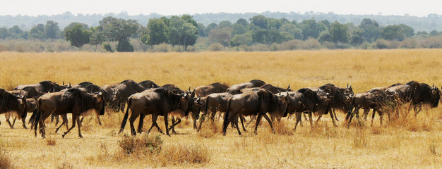 Blue Wildebeest or Brindled Gnu - Scientific name Connochaetes taurinus. Long line of individuals following the pack leader during the Great Migration