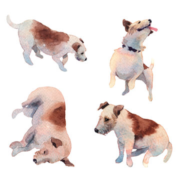 JackRussell terrier dog hand drawing watercolor