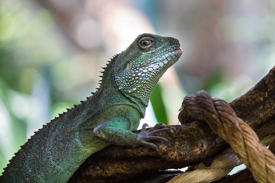 Chinese Wateragame or Physignathus cocincinus sitting on a log