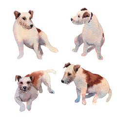 JackRussell terrier dog hand drawing watercolor