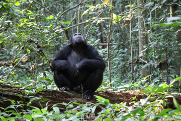 Common Chimpanzee - Scientific name Pan troglodytes sitting on a dead tree log on the forest floor...