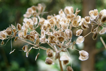 Common Hogweed - Scientific name Heracleum sphondylium. Herbaceous perennial or biennial plant of the Apiaceae family. Macro of umbrella shaped seed pockets