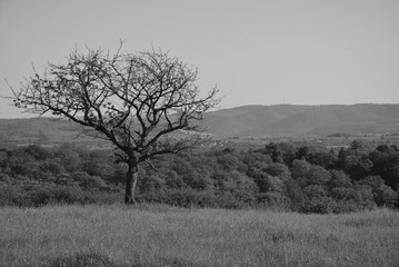 Grey Tree