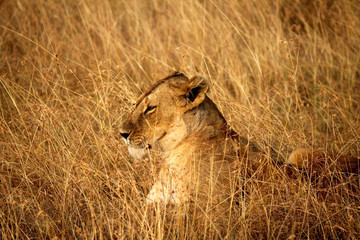 Fototapeta na wymiar East African or Masai Lion - Scientific name Panthera leo nubica. Adult female resting in the dry grass perfectly camouflaged