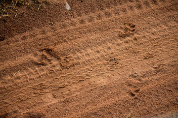Footprints of an African Leopard spotted on the Safari road while on a game drive through the Masai...