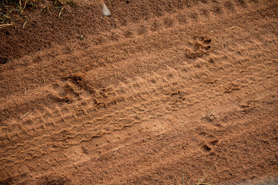 Footprints of an African Leopard spotted on the Safari road while on a game drive through the Masai Mara National Reserve, Kenya, East Africa. In search of the Big Five