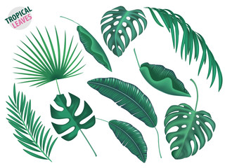 Tropical leaves vector realistic set