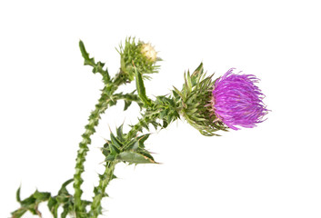 Thistle flower with leaves isolated on a white background