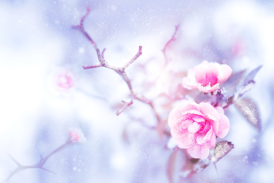 Beautiful pink roses in snow and frost in a winter park. Christmas artistic image. Selective and soft focus.
