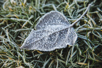 Close-up photograph of ice and frost on grass and leaves on a cold foggy winter morning in Poland