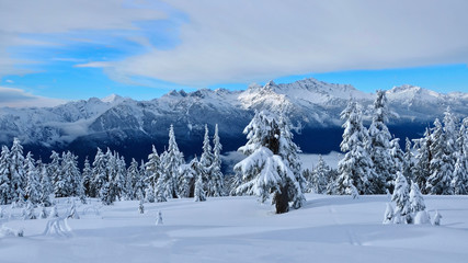 Fototapeta na wymiar Canadian winter landscape with trees and mountains covered with snow and frost. Rain forest in mountains near Whistler Village, Squamish and Vancouver. British Columbia. Canada.