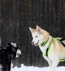 friends, beautiful blue eyed siberian husky looking at a young black and white husky while snow is falling