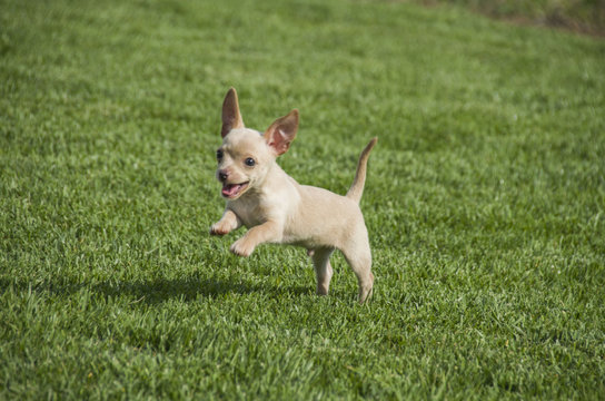 Chihuahua feliz