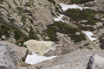 Fototapeta na wymiar Mountain Goat in the Alpine