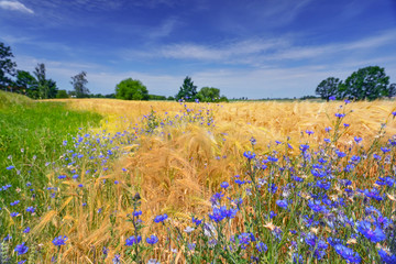 Sunny wheat field with cornflowers © denis_333