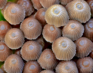 Pilze mit menschlichen Eigenschaften - eine erweiterbare Sammlung von Pilzgeschichten