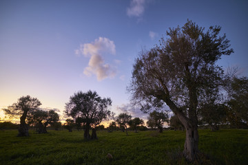 The countryside with olive trees at the first light of dawn in Salento - Italy