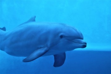 pesce animale sott'acqua mare oceano azzurro acquario 