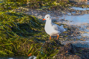 Möwe am Strand watet über Algen