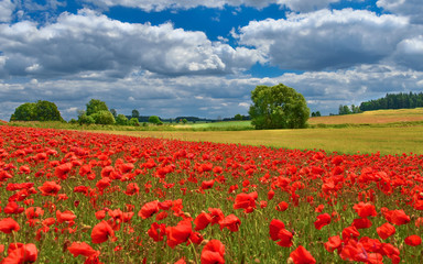 View of poppy filed in summer countryside