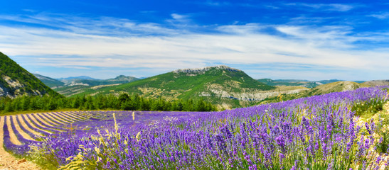 View of lavender field