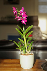 Fototapeta na wymiar Orchidée Dendrobium