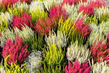 A background of multicolored blossoming heathers.