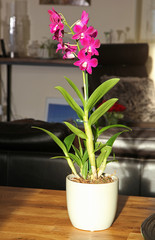 Naklejka na ściany i meble Orchidée Dendrobium