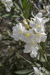 Nerium oleander in bloom, white siplicity bunch of flowers and green leaves on branches