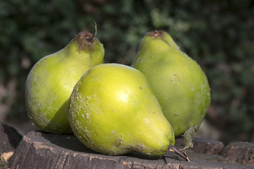 Fototapeta na wymiar Cydonia oblonga fruits on wooden stump