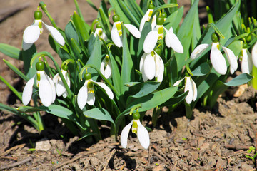 White snowdrop flowers (Galanthus nivalis)