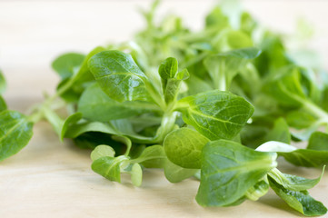 Valerianella locusta green edible healhy leaves on wooden table, ready to eat