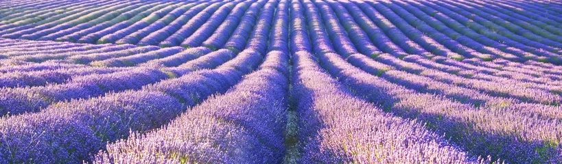 Raamstickers View of lavender field © denis_333