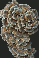 Turkey tail (Trametes versicolor). Synonyms: Coriolus versicolor and Polyporus versicolor