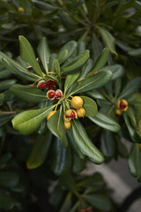 Pittosporum tobira fruit