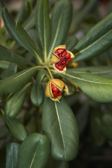 Pittosporum tobira fruit
