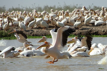 Pelikany lądujące © Grzegorz