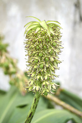 Eucomis comosa