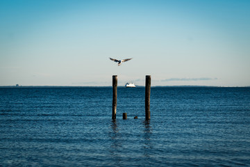 sea, ship, sea gull