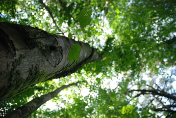Fototapeta premium Cornish woodland