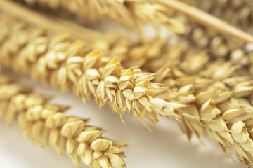 Closeup of wheat ears on white background