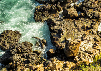 Seals at Malibu, emerald and blue water in a quite paradise beach surrounded by cliffs. Dume Cove, Malibu, California, CA, USA