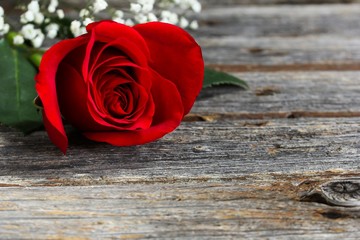 Single Red Rose on rustic wooden background / Valentine's day concept, selective focus