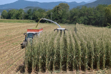 Crushing and maceration of wheat to make bio gas in the Brescia countryside 06