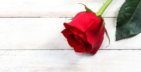 Single Red Rose on white wooden background for Valentines day, selective focus
