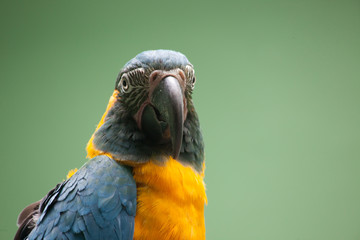 Colorful parrot, cute bird